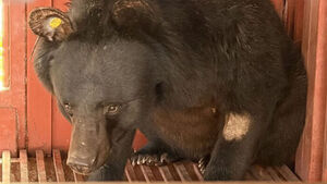 Asiatic Black Bear Repeatedly Raiding Honey Farms Captured and Relocated to Sanctuary