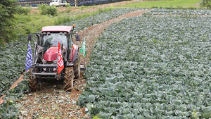 Farmers Plow Under Cabbage Fields Amid Price Crash: "It's a Loss Either Way"