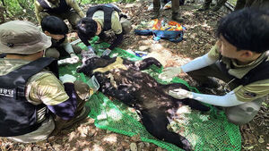 Asiatic Black Bear Captured After Raiding Beehives 14 Times