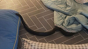Startled Resident Finds 1-Meter-Long Snake Under Blanket