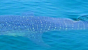Surprise Encounter During Squid Fishing in Jeju: A Creature Over 3 Meters Long