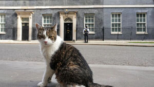Larry the Cat Awaits His 7th Prime Minister at Downing Street
