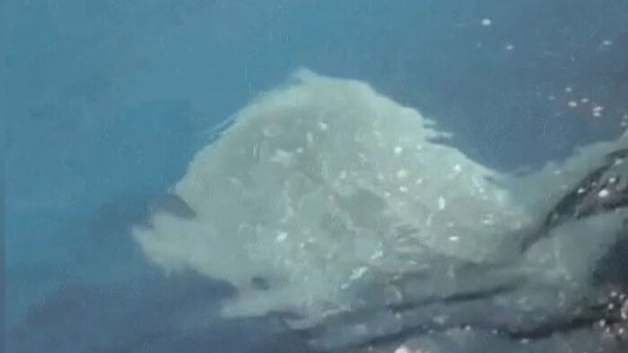 제주서 한치 낚시 중&hellip;3m 훌쩍 넘는 몸통에 '화들짝'