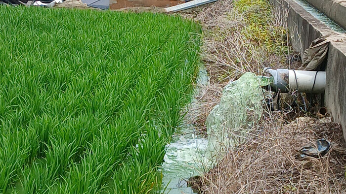 Algae-contaminated agricultural water flowing into farms in Hwaje-ri, Wondong-myeon, Yangsan (Photo courtesy of Yangsan Korean Federation for Environmental Movement, Yonhap News)
