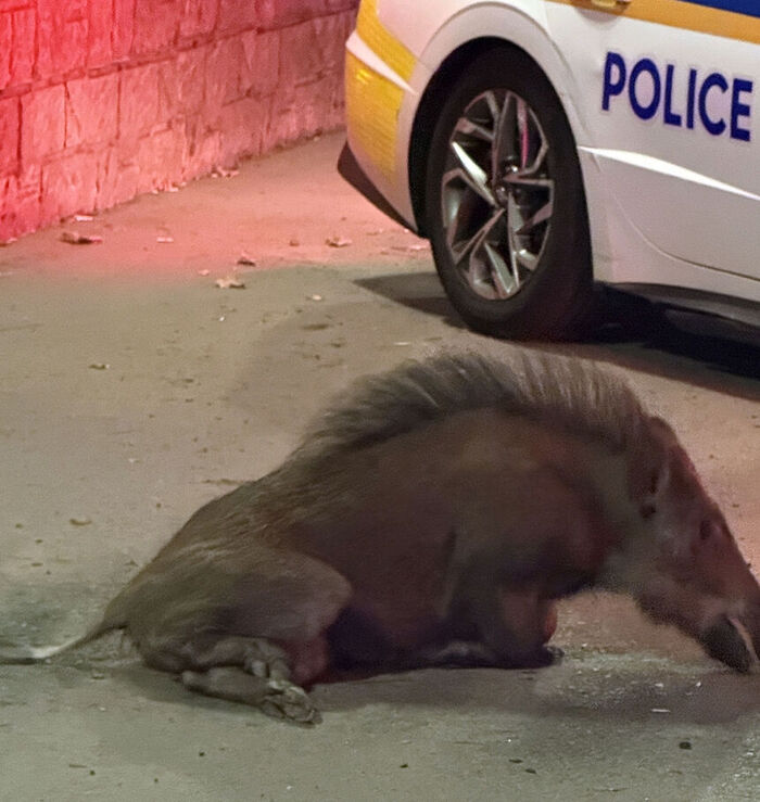 Wild boar that appeared
Provided by reader (Photo: Yonhap News)