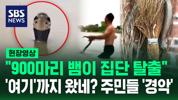 [현장영상] "900마리 뱀이 탈출" 폭우로 불어난 물에 '머리' 쓱 내밀더니