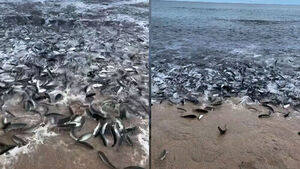 '펄떡펄떡' 해변 뒤덮었다&hellip;"물 반, 고기 반"
