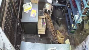 "Aargh!" Rushed Staff As Soon As Store Opened... The Identity That Made It Chaos