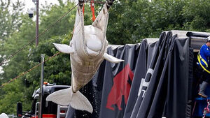 Belugas Rescued From Euthanasia Risk Move to New Home in Moving Moment