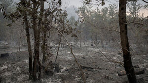 Wildfires Continue to Rage in Western Europe; Over 190,000 Evacuate in France Alone