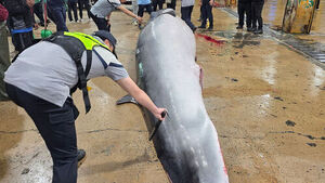 7.3-Meter Minke Whale Accidentally Caught Off Ulsan's Bangeojin Waters, Sold for 71 Million Won
