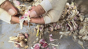 Ministry to Provide 38.4 Billion Won in Recovery Aid for Farms Hit by Abnormal Climate