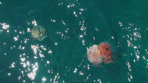 Jellyfish Stings Reported in Jeju Waters on Sunday