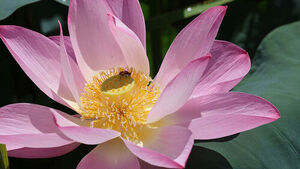 Lotus Blossoms in Heatwave: Deokjin Park Dyed in Pale Pink