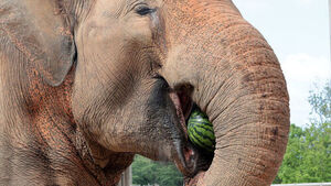 Elephants Get Watermelons, Monkeys Get Fans: Jeonju Zoo's Battle Against the Heat Wave