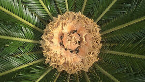 Cycas Flower, Known as 'Guest Once in 100 Years,' Blooms at Cheongju Land Ecology Museum