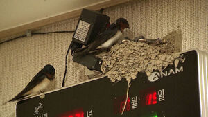 Swallow Family Builds Nest Inside Restaurant... "Sales Have Increased"