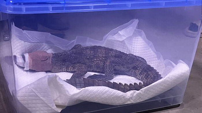 Transfer of the Class 1 internationally endangered Siamese crocodile captured in Yeoju