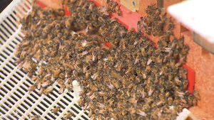 "Why Are They Acting Like This?" Packed Together... Honeybees Suddenly Die Amid Ongoing Heatwaves
