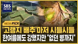 고랭지 배추