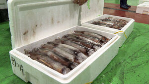 Squid, Once East Coast Specialty, Flocks to West Coast as Fishery Dynamics Shift