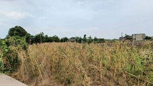 Heatwaves Hit China and Japan... Growing Concerns Over Casualties and Crop Damage