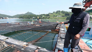 "If Water Temperatures Rise, It's Over": Tongyeong Cage Fish Farms on High Alert Amid Relentless Heatwaves