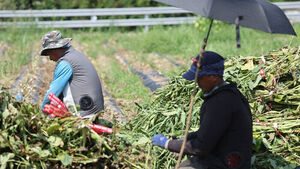 "Hotter Than Cambodia": Seasonal Workers Endure Brutal August Heat