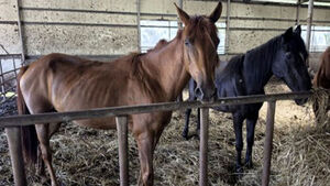 Emaciated Horses Left at Jeju Illegal Slaughter Site... "Protection Measures Needed"