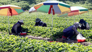 Farming Fields Reach 60°C Amid Deadly Heatwaves: Drones Deployed to Warn Farmers
