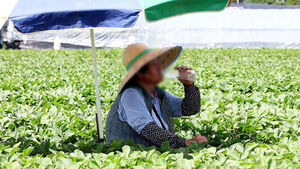 Death Toll Rises in Fields Amid Extreme Heat... Even Drone Broadcasts Mobilized