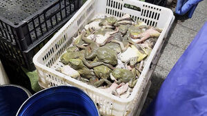 Antibiotics and Carcinogenic Drugs Detected in Edible Bullfrogs