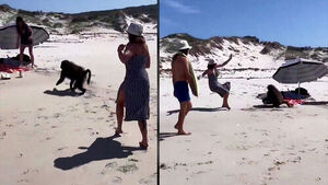 Why Tourists in South Africa Are Being Warned to "Hide Their Food"