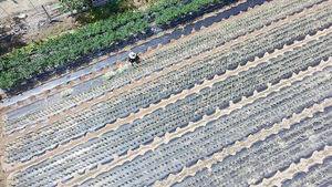 80-Year-Old Missing Amid Heatwave Warning Found Dead in Pepper Field Near Home