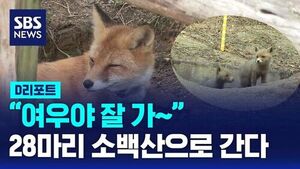 28 Endangered Foxes Released into Mount Sobaek