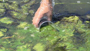 Prolonged Heatwaves and Drought Trigger Severe Algal Blooms in Nakdong River, Threatening Drinking Water Sources