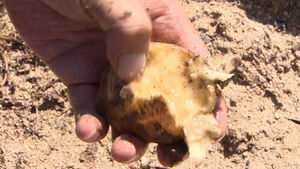 Potatoes Mashed as If Boiled... "Farming for 40 Years, First Time Seeing This"