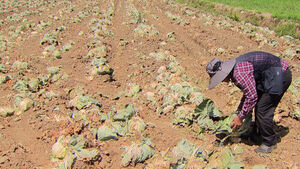 Potatoes Crushing Like They're Boiled... "First Time in 40 Years of Farming"