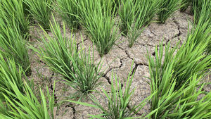 Parched Paddies and Fields... Farmers' Hearts Burn as Drought Persists
