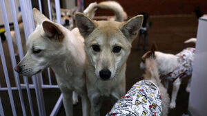 Abandoned, Left on Rooftops and in Cars: Animals Suffering Amid Heat Waves