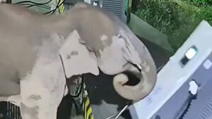Adult Elephant Knocks Over EV Charger After Calf Gets Tangled in Cable in China