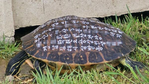 Large Turtle Found on Busan Coast With Shell Covered in Wishes and Addresses