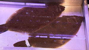 Flounder Prices Surge Amid Scorching Waters as Heatflation Hits Seafood
