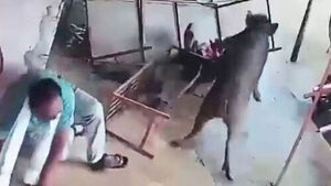 Wild Boar Charge Leaves Tea Stall in Chaos, Man Knocked Down