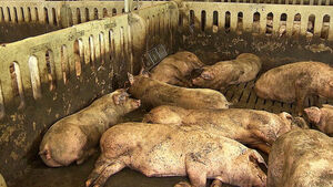 Livestock Heatwave Damage Insurance Claims Exceed 2,000 This Year