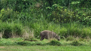 Wild Boar Appears at Jeju Golf Course, Causing Golfer Evacuation