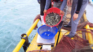 High Water Temperature Advisory Issued for South Coast; Emergency Releases Underway to Prevent Mass Fish Die-offs