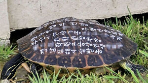 Turtle Found with Wishes Scrawled All Over Its Shell During Walk