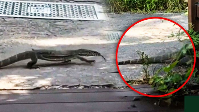 혀 날름거리며 수풀로&hellip;아파트 산책로 뒤집어진 이유