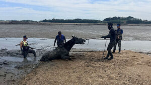 Horse Stranded in Mudflat Rescued Just in Time